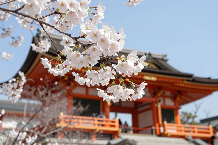 盛开的樱花枝条与柔和白瓣优雅前置于前景