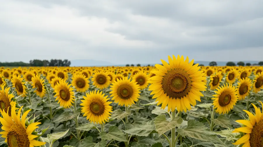云天下的向日葵盛景