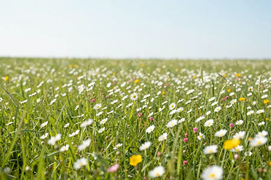 繁花摇曳的春日田园
